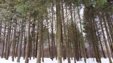 Evergreen çam ağacı ormanı, beyaz kış manzarası