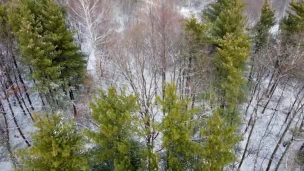 冬季白森林中的松树，鸟瞰 — 图库视频影像
