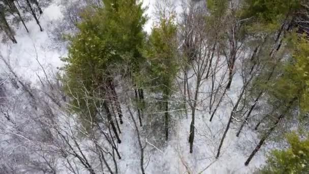 Смешанный сосновый лес в белом снегу зимний вид с воздуха — стоковое видео