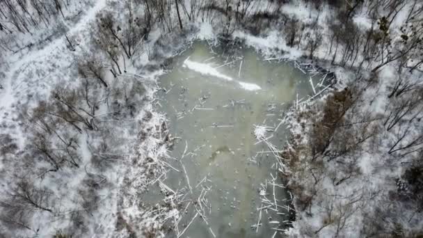 Aerial view on frozen wild lake in wintry forest — Stock Video