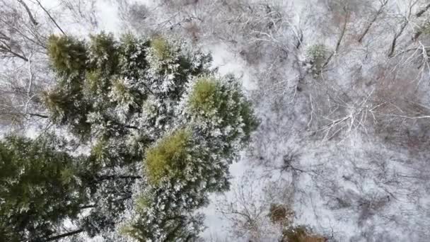 Örökzöld fenyő ágak, téli légi kilátás — Stock videók