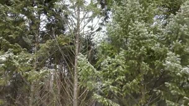 Evergreen fyrretræ grene, vinter luftfoto – Stock-video