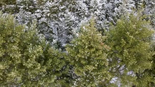 Evergreen pine tree branches, winter aerial view — Stock Video