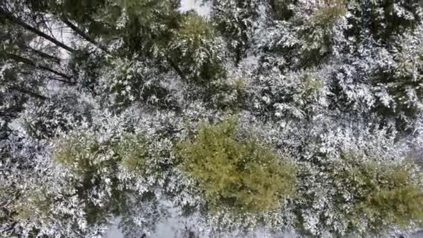 Cabang pohon pinus Evergreen, musim dingin pandangan udara — Stok Video