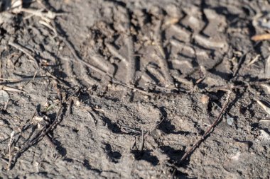 Köpeklerin patileri ve insanların ayak izleri toprak yolda çamurda, güneşli yakın plan çekimde. Kırsal yollarda hayvanlarla yürümek