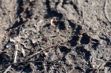 Köpek patisi izleri, toprak yolda çamurda ayak izleri, güneşli yakın plan. Kırsal yollarda hayvanlarla yürümek