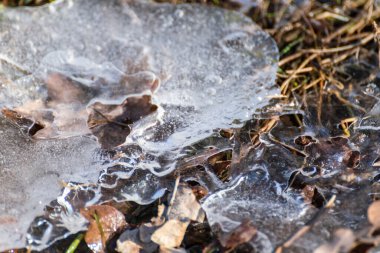 Şeffaf erime berrak buzlar yakın planda bahar zemininde düşen kuru yapraklarda parlıyor. Soğuk doğa arka planı