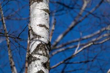 Beyaz mantarlı çıplak huş ağacı gövdesi ve mavi gökyüzünde yapraklar yok. Bulanık bir geçmişi olan doğal orman manzarası.