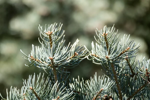 White Fir Abies Concolor Coniferous Evergreen Pine Tree Needles Close — Stock Photo, Image