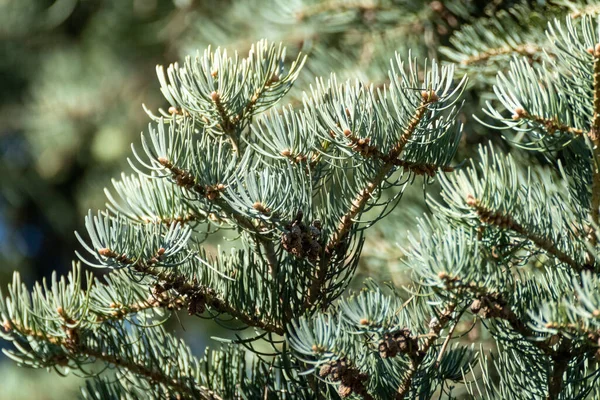 White Fir Abies Concolor Хвойна Вічнозелена Сосна Сонячному Розмитому Тлі — стокове фото