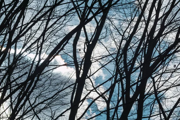 Lente Donkere Kale Bomen Takken Silhouetten Bewolkt Schilderachtige Blauwe Lucht — Stockfoto