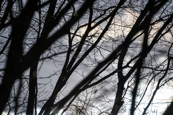 Donkere Kale Bomen Takken Silhouetten Bewolkte Epische Hemel Uitzicht Natuurlijke — Stockfoto