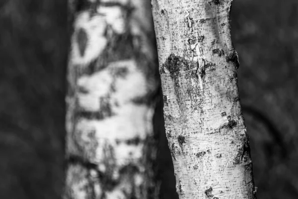 灰鳞白桦树树干 白色软木塞 背景模糊的天然林地农村景观 — 图库照片