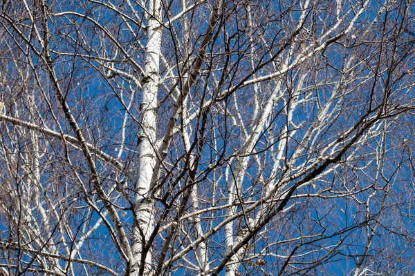 春光明媚的白桦树树干 白色的软木塞和无叶的枝条在风景秀丽的蓝天景观 天然林地乡村景观 — 图库照片