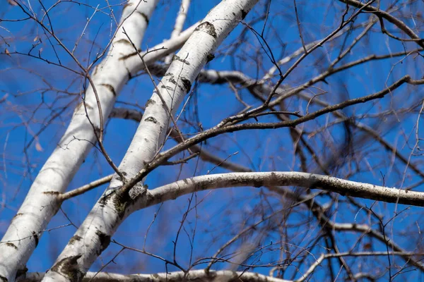 Wiosna Goła Brzoza Białym Korkiem Bezlistnymi Gałęziami Malowniczym Błękitnym Niebie — Zdjęcie stockowe