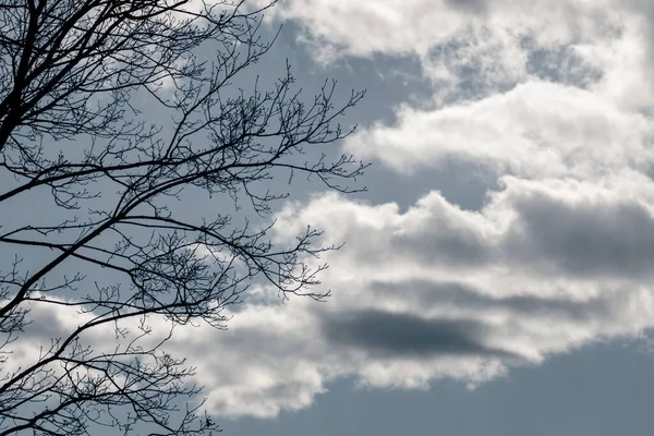 Arbres Nus Noirs Branches Silhouette Sur Ciel Bleu Nuageux Dramatique — Photo