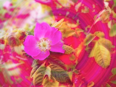 Pembe çiçek ifadesi ve renkli sanatla parlak, canlı bir grafik.