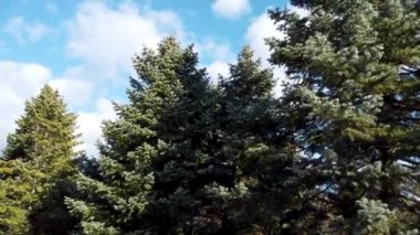 Beyaz firavun (Abies concolor) kozalaklı yeşil çam ağaçları, güneşli, bulutlu, mavi gökyüzü arka planında. Doğal botanik bahçesi manzarası