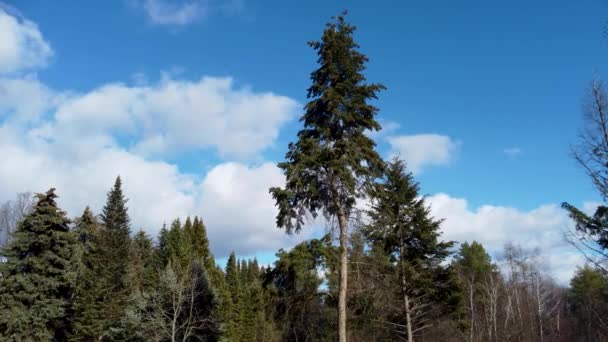 緑の松の木の風光明媚な曇りの青空の背景に松のコーンと風に手を振る 天然温泉常緑樹の眺め — ストック動画