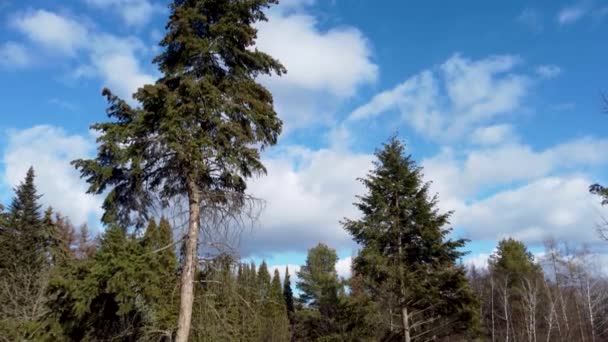 Groene Dennenbomen Met Dennenappels Schilderachtige Bewolkte Blauwe Lucht Achtergrond Natuurlijk — Stockvideo