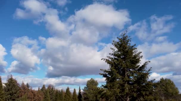 Groene Pijnbomen Toppen Met Dennenappels Zwaaien Wind Schilderachtige Bewolkte Blauwe — Stockvideo