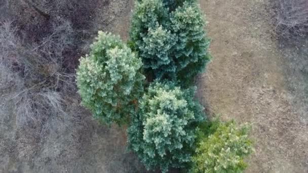 White Fir Abies Concolor Coniferous Evergreen Pine Trees Look View — Stock Video