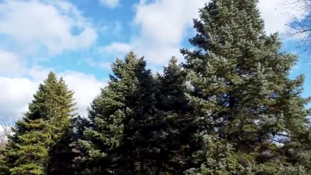 Beyaz Firavun Abies Concolor Kozalaklı Yeşil Çam Ağaçları Güneşli Bulutlu — Stok video