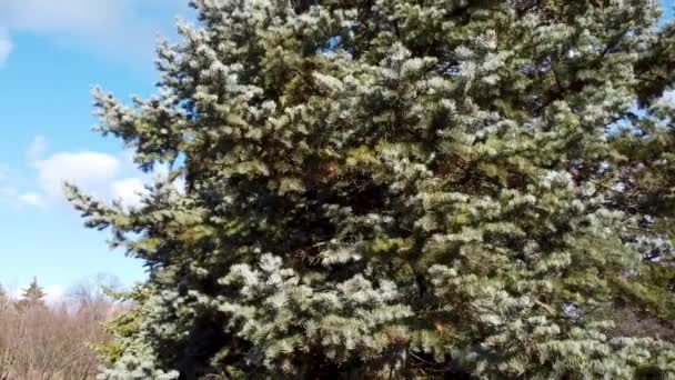 White Fir Abies Concolor Coniferous Evergreen Pine Tree Sunny Blue — Stock Video