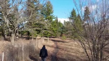 Sıcak elbiseli bir adam, güneşli bir günde çam ağaçlarında toprak yolda yürüyor. Mavi gökyüzü, arka hava manzaralı. Açık hava aktivitesi, ilkbahar doğa parkında yürüyüş.