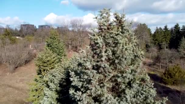 Vit Fir Abies Concolor Barrträd Vintergröna Furu Flygfoto Solig Blå — Stockvideo