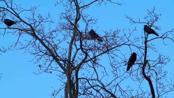 青い空の背景を持つ裸の木の枝に座っている黒いカラスの鳥のグループ 野鳥観察 — ストック動画