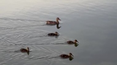 Yakından yüzen sevimli piliçlerle benekli kahverengi ördek. Ayna gölü su yüzeyindeki su kuşları. Vahşi yaşam kuşları izliyor