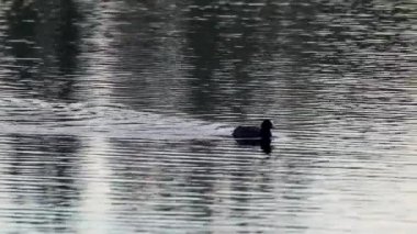Avrasya yaban ördeği, yakın mesafeden siyah yaban ördeği yüzüyor. Göl aynasından su yüzeyinde yüzen vahşi su kuşu. Vahşi yaşam kuşları izliyor