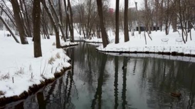 Kışın şehir parkındaki gölette ördekler. Drake erkek ve dişi tavuk kuşları karlı kış aynasından yansıtan yüzey ile gölette yüzüyorlar. Huzurlu kuş gözlemi
