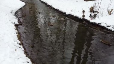 Kış kenti park havuzunda ördek sürüsü. Mallard Drake erkek ve benekli dişi tavuk. Karlı kışta su akıntısında yüzen kuşlar. Huzurlu kuş gözlemi