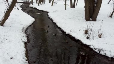 Kış kenti park havuzunda ördek sürüsü. Mallard Drake erkek ve benekli dişi tavuk. Karlı kışta su akıntısında yüzen kuşlar. Huzurlu kuş gözlemi