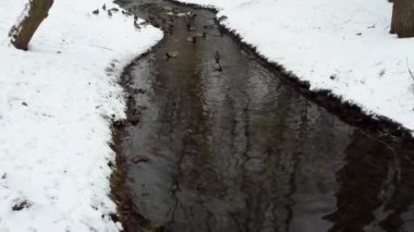 Kış kenti park havuzunda ördek sürüsü. Mallard Drake erkek ve benekli dişi tavuk. Karlı kışta su akıntısında yüzen kuşlar. Huzurlu kuş gözlemi