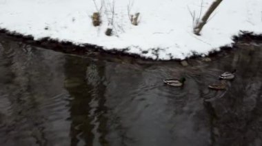 Kış kenti park havuzunda ördek sürüsü. Mallard Drake erkek ve Dapple dişi tavuk. Karlı kışta su akıntısında yüzen kuşlar. Huzurlu kuş gözlemi