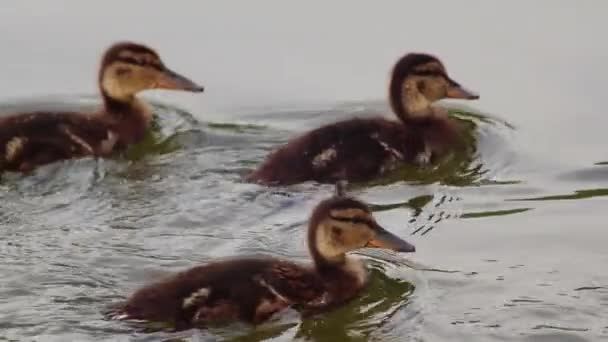 Gefleckte Braune Süße Entenküken Die Aus Nächster Nähe Schwimmen Wasservögel — Stockvideo