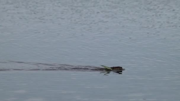 Muskrat Ondatra Zibethicus Semiaquatic Rodent Swimming Lake Carrying Grass Mouth — Stock Video