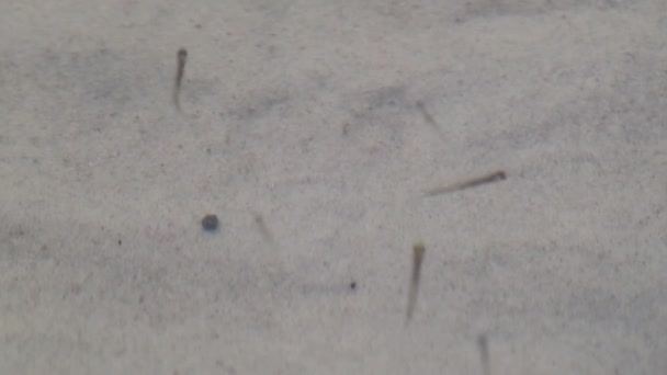 鱼指鱼 幼鱼在清澈清澈的湖水中在沙滩的河岸上近距离活动 大型浅滩水下录像 — 图库视频影像