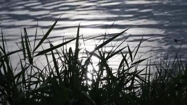 Hierba Verde Oscuro Junto Río Ondeando Viento Con Olas Metálicas — Vídeo de stock