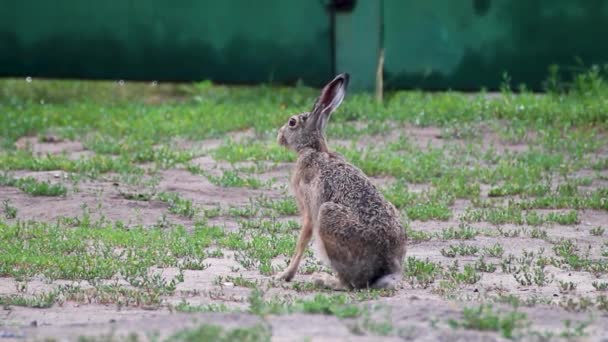 长耳朵的野生棕色野兔 欧洲豹 坐在草地上的兔子特写 — 图库视频影像
