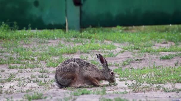 野生灰野兔 Lepus Europaeus 长耳朵 兔子特写 坐在草甸野地上 — 图库视频影像
