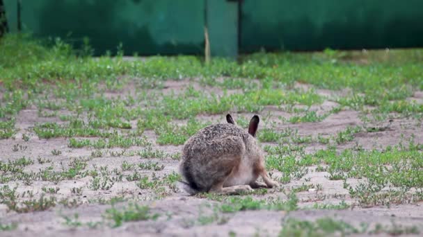 Vildgrå Hare Lepus Europaeus Med Långa Öron Kanin Närbild Sittande — Stockvideo