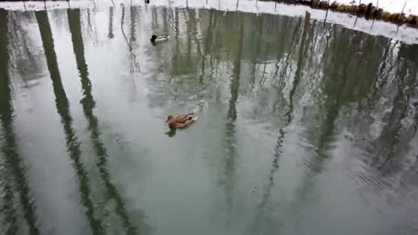 Kışın Şehir Parkındaki Gölette Ördekler Drake Erkeği Tavuk Kuşları Karlı — Stok video