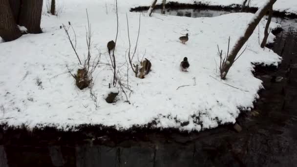 Kış Kenti Park Havuzunda Ördek Sürüsü Mallard Drake Erkek Benekli — Stok video