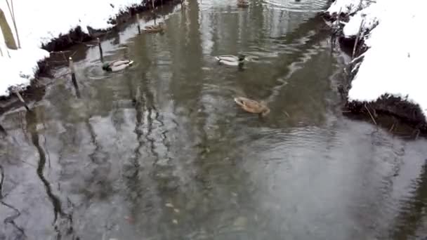 Stado Kaczek Zimowym Stawie Miejskim Mallard Drake Samiec Oślepiona Samica — Wideo stockowe