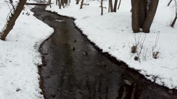 Entenschwärme Winterlichen Stadtpark Teich Stockente Erpel Männlich Und Gefleckte Henne — Stockvideo