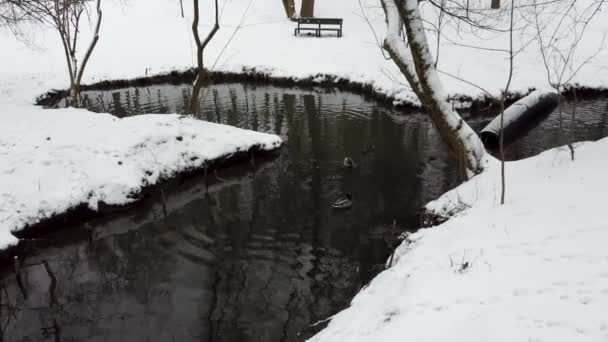 Troupeau Canards Dans Ruisseau Parc Ville Hiver Mallard Drake Mâle — Video